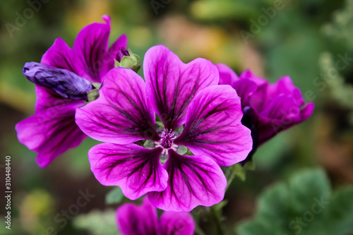 Macro, Nahaufnahme einer lilafarbene Blüte