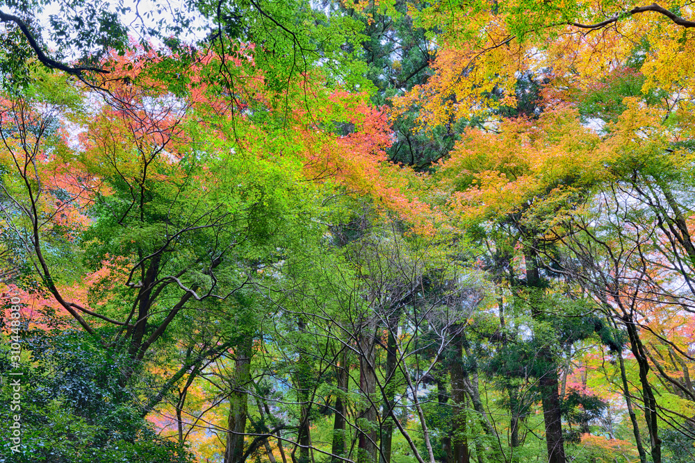 Fall colours at Minoo Park in Osaka, Japan