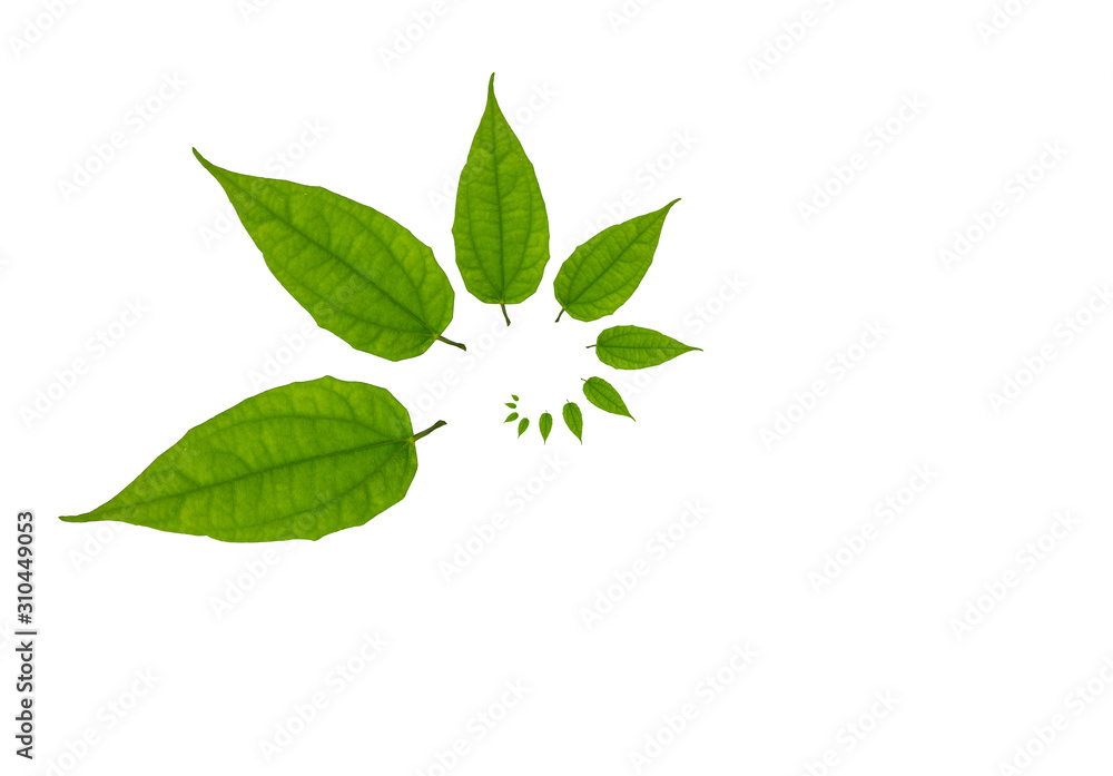 Rotate the green leaves isolated Rotate the green leaves isolated