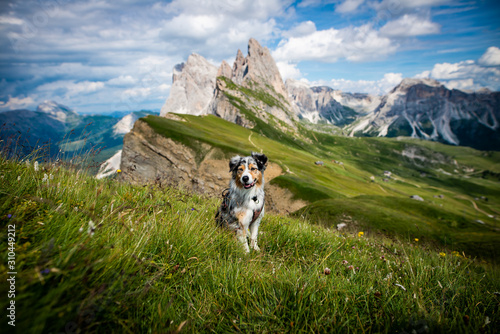 australian shepherd photo