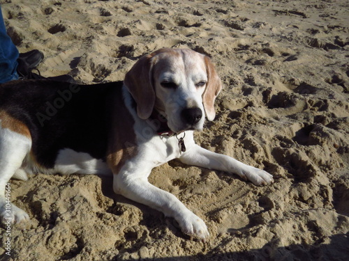 Beagle