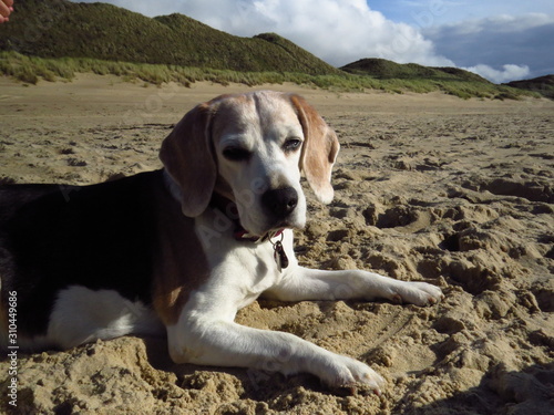 Beagle