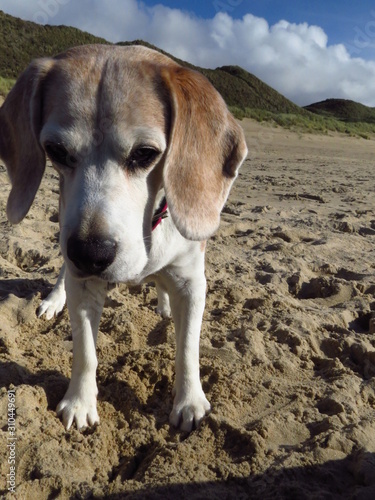 Beagle