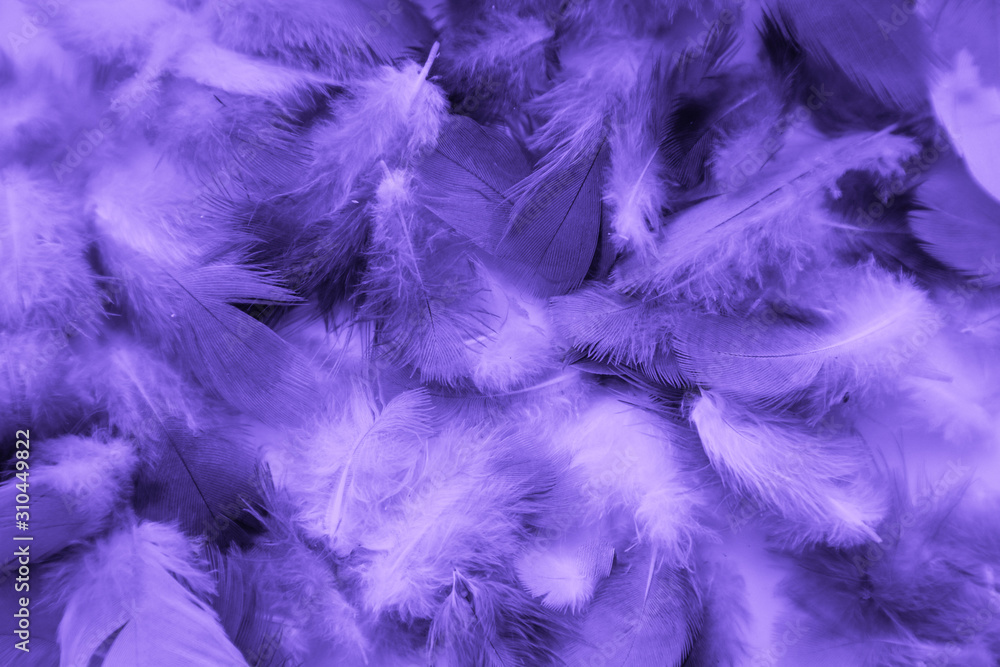 Beautiful abstract colorful blue and light purple feathers on black background and soft white pink feather texture on white pattern and purple background, purple texture