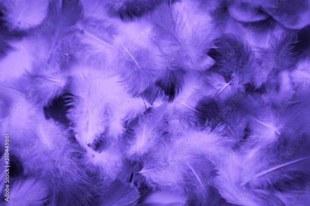 Beautiful abstract colorful blue and light purple feathers on black background and soft white pink feather texture on white pattern and purple background, purple texture