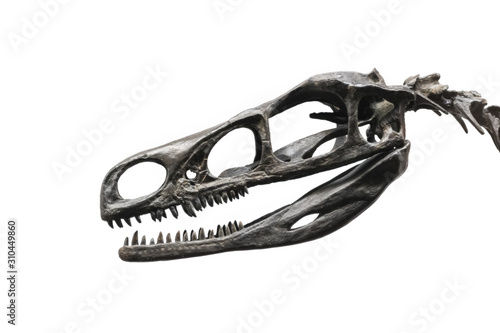 Dinosaur skull fossil 