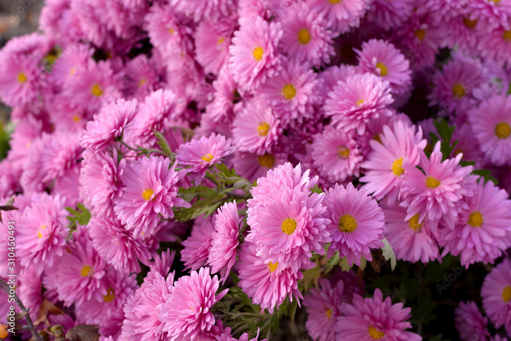 Pink flower Bush of chrysanthemums on a Sunny day. Summer and autumn season. Flower planting and gardening concept. Pink flower Bush of chrysanthemums on a Sunny day. Summer and autumn season. Flower planting and gardening concept.