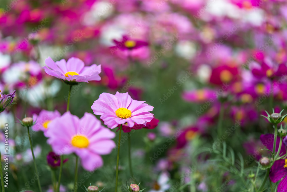 Pink and magenta cosmos flowers garden