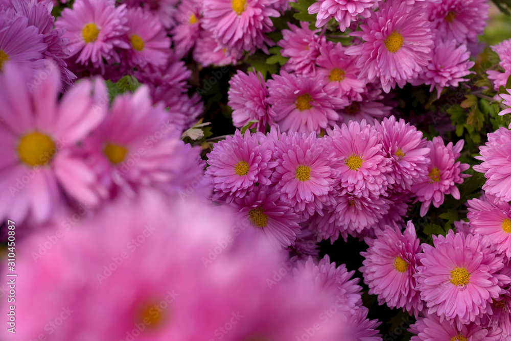 Pink flower Bush of chrysanthemums on a Sunny day. Summer and autumn season. Flower planting and gardening concept. Pink flower Bush of chrysanthemums on a Sunny day. Summer and autumn season. Flower planting and gardening concept.