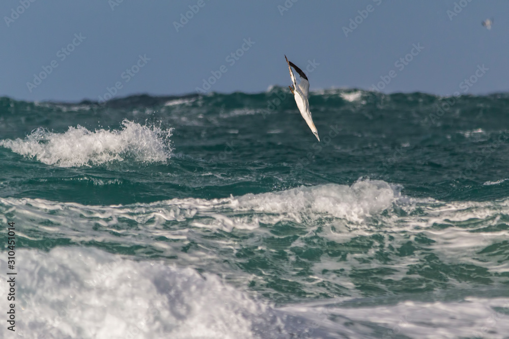 Gannet diving in to the sea