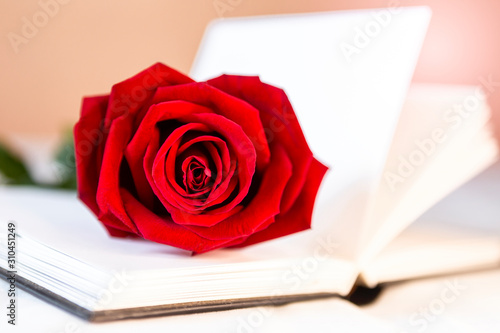 Closeup beautiful fresh red rose on blank white notebook, love and romance symbol, valentine gift
