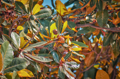 Indian almond/badam,badam tree and fruits,sea almond tree,India almond branch,almond oil fruits,almond oil tree,badam photo