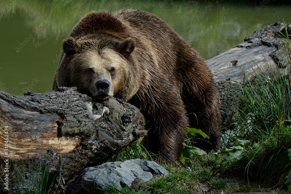 Fototapeta premium Ours brun