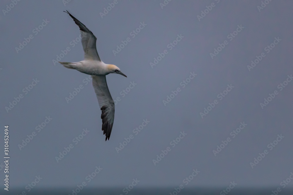 Obraz premium Gannet in flight