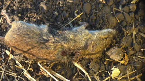 Dead  mouse lies in a meadow and moves undermining it Nicrophorus marginatus, Burying beetles or sexton beetles, genus Nicrophorus, of family Silphidae, carrion beetles photo