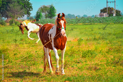 Horseshoe in background and brown/White horse,close up view of Shire horse, beautiful Dutch Warmblood horse,Indian top horse,Horses of King Maharajas.