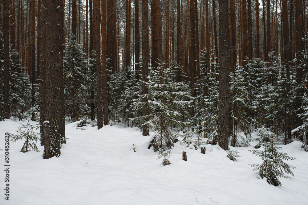 Fototapeta premium Winter forest landscape.