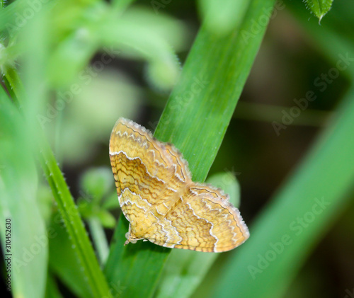 ein Falter zwischen Pflanzenteilen, Macro einers Falters photo