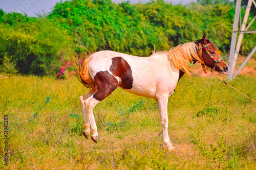 Kicking horse,close up view of Indian Army horse,army horse,kathiyawadi horse photo