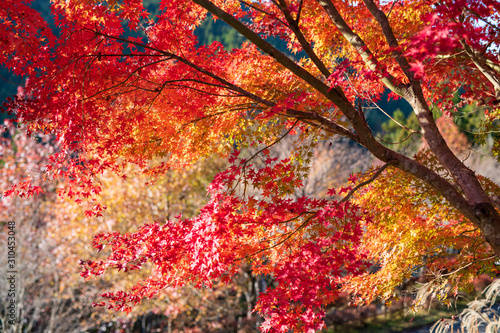 紅葉ロード【福岡県東峰村】