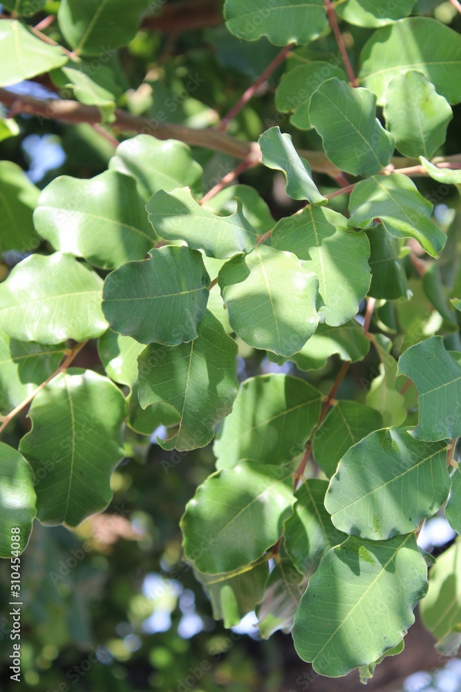 Widely cultivated as an ornamental plant, the Carob Tree, Ceratonia Siliqua, planted here in Palm Springs, is originally native to the Mediterranean. Widely cultivated as an ornamental plant, the Carob Tree, Ceratonia Siliqua, planted here in Palm Springs, is originally native to the Mediterranean.