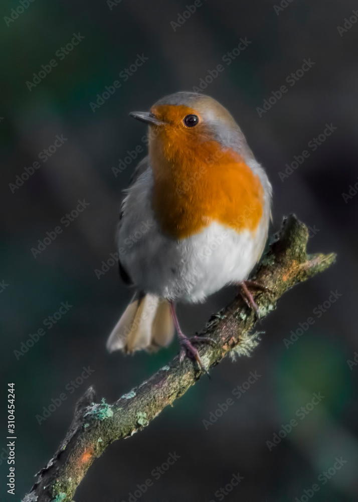 robin on branch robin on branch