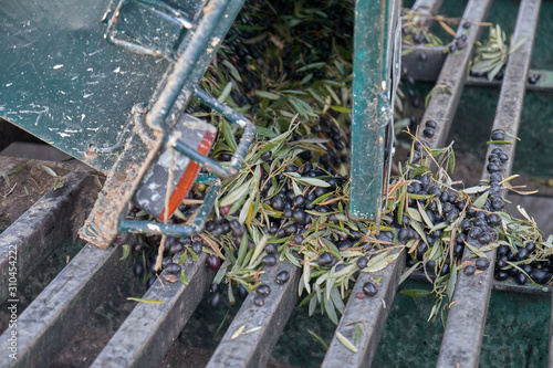 Wallpaper Mural Spanish olive oil process in factory Torontodigital.ca