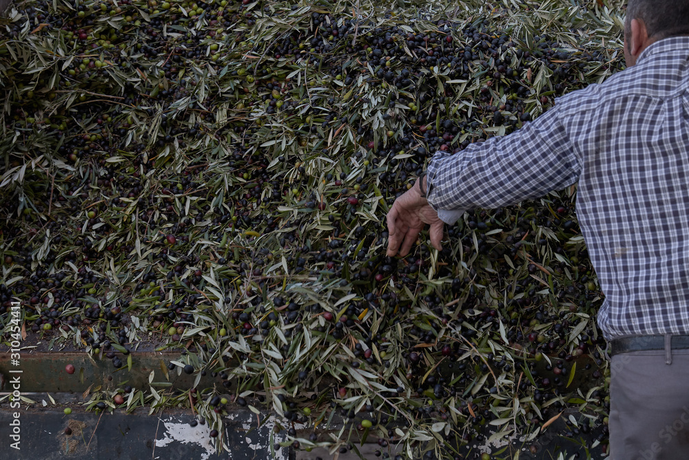 Fototapeta premium Spanish olive oil process in factory a man is dropping the olives for the beginning of the factory process