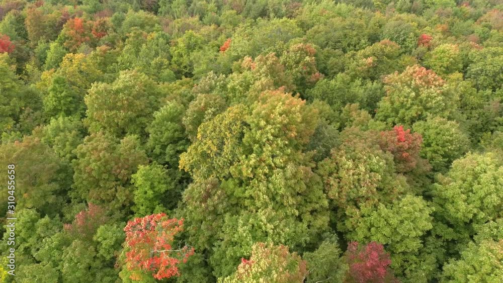 Dense bushy leaf trees moving because of strong winds in Canada Dense bushy leaf trees moving because of strong winds in Canada