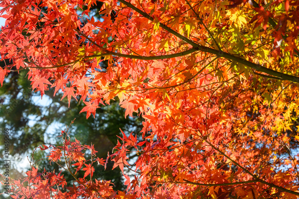 紅葉ロード【福岡県東峰村】