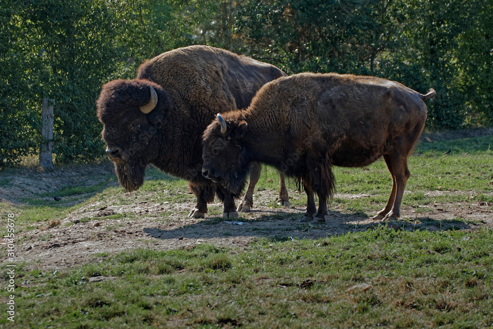 Bisons d'Amérique