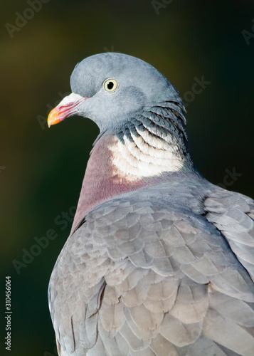 Wood pigeon portrait