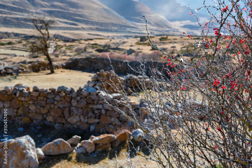 Dry tree in old abandoned balkar village in North Caucasus