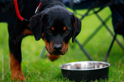 Photography Dog breed rottweiler