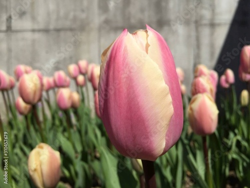 Blooming flowers in the Spring