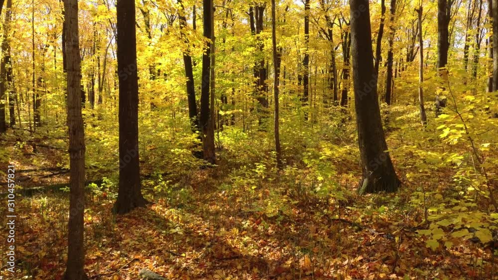 Advancing in a gliding motion thru brigh yellow fall forest of deciduous trees Advancing in a gliding motion thru brigh yellow fall forest of deciduous trees