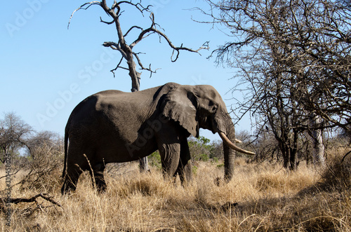 El  phant d Afrique  gros porteur  Loxodonta africana  Parc national Kruger  Afrique du Sud