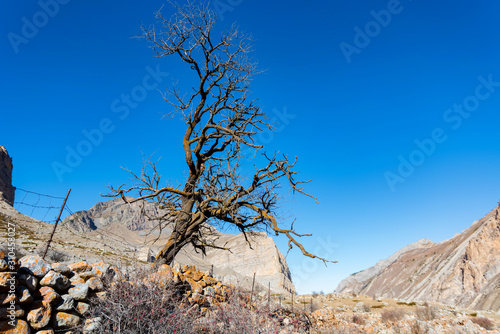 Dry tree in old abandoned balkar village in North Caucasus