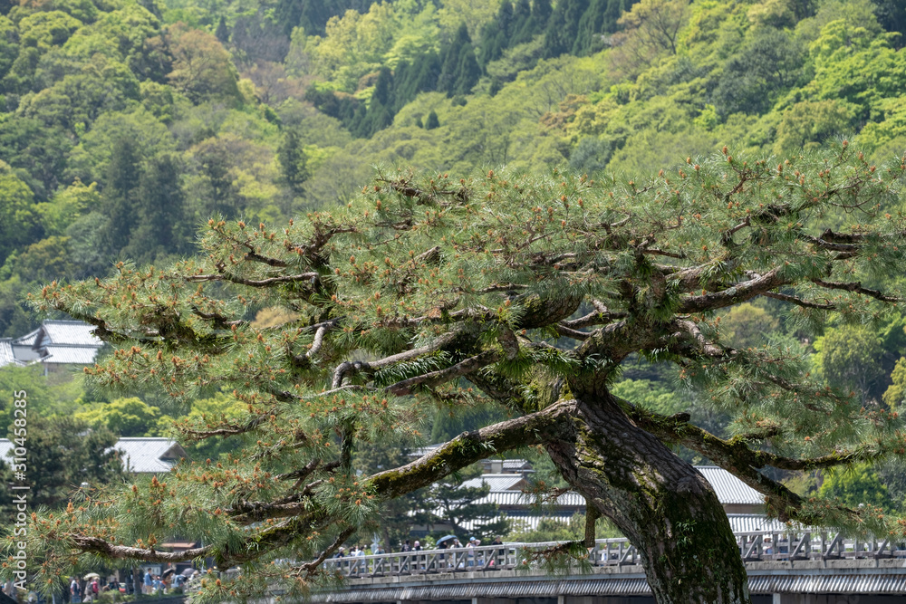 Green tree,outdoor flower plant in Japanese zen garden Kyoto Japan