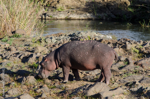 Hippopotame, Hippopotamus amphibius, Parc national Kruger, Afrique du Sud