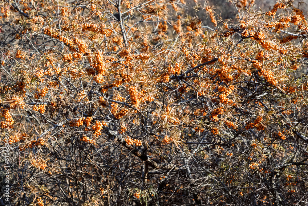 Sea-buckthorn tree with berries growing in nature Sea-buckthorn tree with berries growing in nature