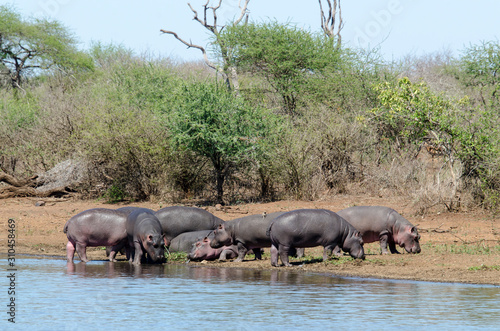Hippopotame  Hippopotamus amphibius  Parc national Kruger  Afrique du Sud