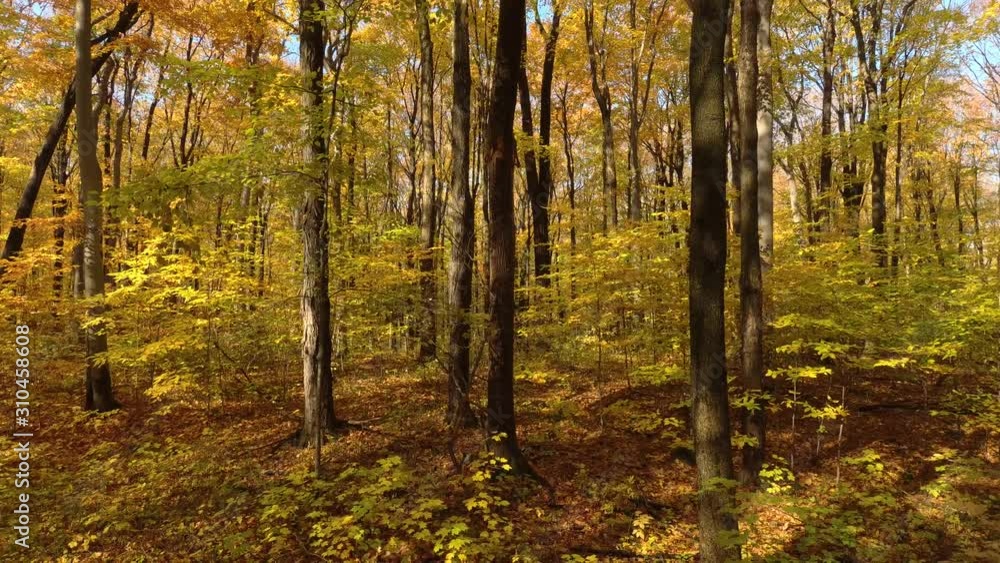 Bird taking off from tree trunk before flying away filmed by drone moving in forest Bird taking off from tree trunk before flying away filmed by drone moving in forest