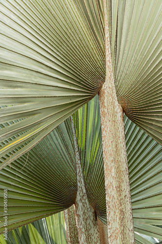 folhas de palmeira latania lontaroides