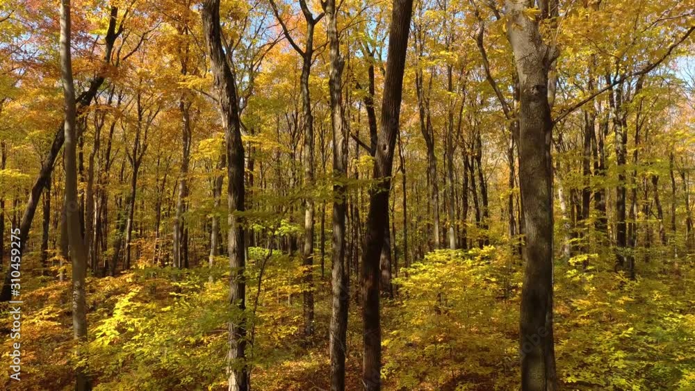Downward motion shot of deciduous broadleaf trees changing colors in fall Downward motion shot of deciduous broadleaf trees changing colors in fall