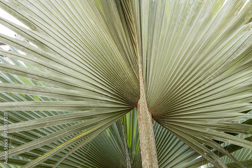 folhas de palmeira latania lontaroides