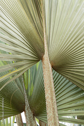 folhas de palmeira latania lontaroides