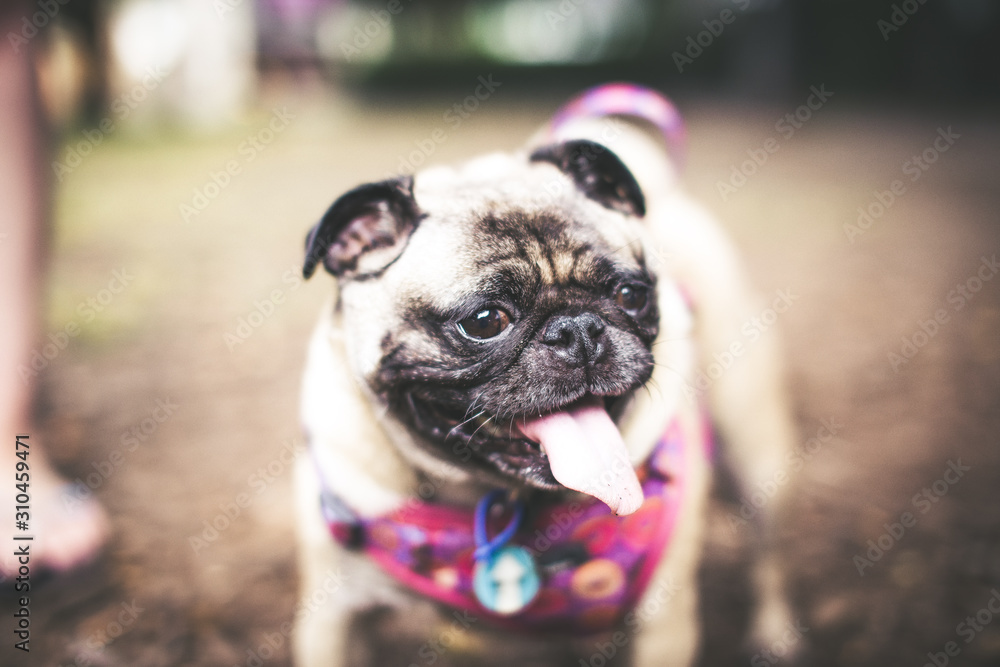 Smiling pug at the park Smiling pug at the park