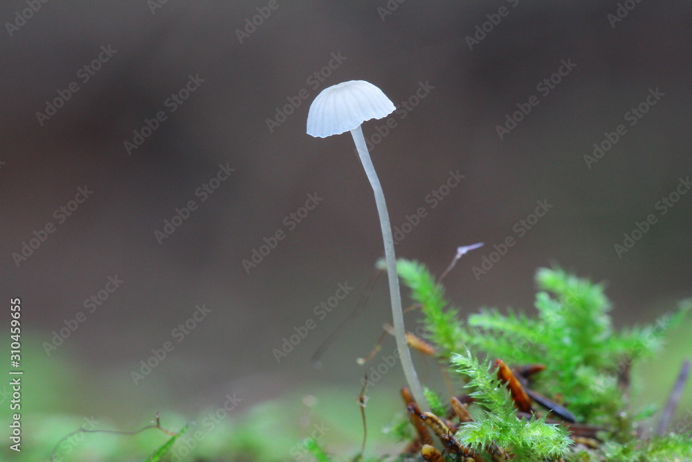 pilze pilze