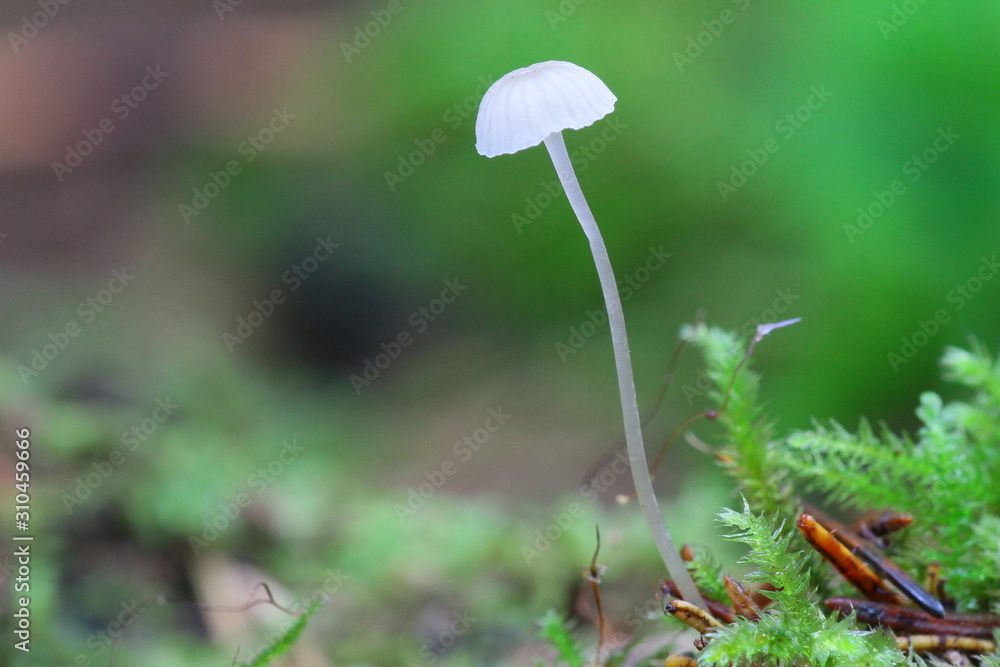 pilze pilze